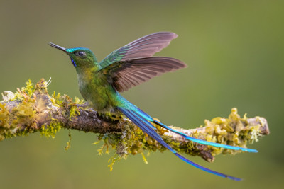 hummingbird, Long-tailed Sylph hummingbird